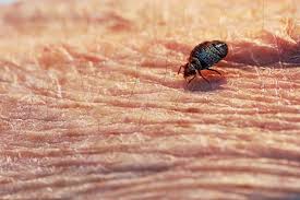 Find resources and products to eliminate this common pest. Bed Bugs In Connecticut Our Creepy Pervasive And Expensive Problem