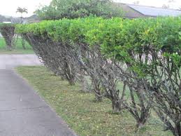Maybe you would like to learn more about one of these? Garden Notes From Hawaii Hawaii Mock Orange Murraya Paniculata