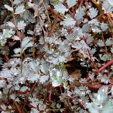 Image result for Holubia saccata