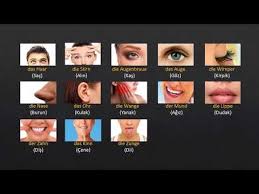 Ders 6 Almanca Vucudun Bolumleri Youtube Kirpik Kas Youtube