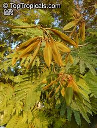 Image result for Peltophorum africanum