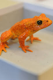 20 Extinct Animals We Ve Lost In The Past 150 Years In 2020 Extinct Animals Extinction Animals