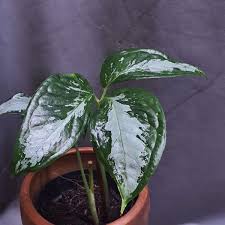 Image result for Fuirena sagittata