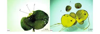 Image result for Spirodela