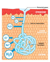 Véritable filtre, le foie récupère et élimine de nombreuses toxines. Eau Et Hydratation Bases Physiologiques Chez L Adulte Hydration For Health