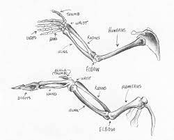 Sandy Scott Art 404 In The Studio Bird Anatomy Wing Anatomy Anatomy Human Wings