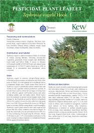 Image result for Tephrosia vogelii