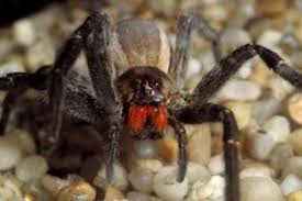 The huntsman spider is one of the world's most feared species. Top 10 Biggest Spiders In The World Pictures Nigerian Infopedia