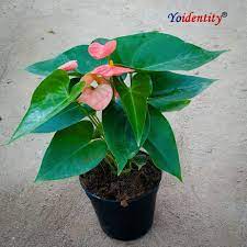 Anthurium Buy Indoor Plants Plants Online Plant Nursery
