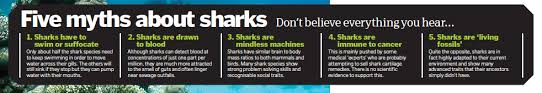 all about sharks