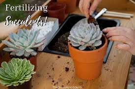 I'm very glad i decided against i love this product !! Succulent Fertilizer Which When And How Often The Succulent Eclectic