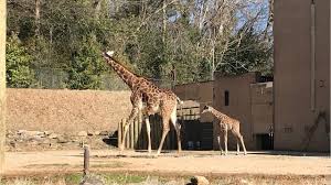 Greenville Zoo Giraffe Autumn Is Pregnant Again