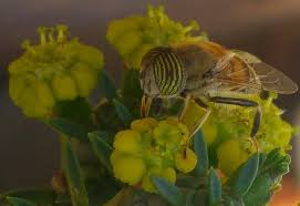 Image result for Savannosiphon euryphyllus