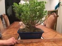 Browse the flyer, find store hours, and get store directions. Brussel S Bonsai 12 In Dwarf Hawaiian Umbrella Tree In Clay Dt4026arb Lowes Com Clay Planters Umbrella Tree Decorative Containers