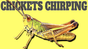 Get live cricket scores, scorecard updates, match schedule, predictions & results, stats, latest news & videos of all international, domestic & t20 series at cricket.com. Real Cricket Chirping Sound Cricket Noise Youtube