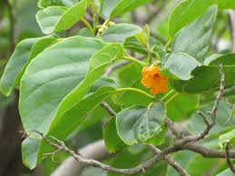 Image result for Psydrax subcordata