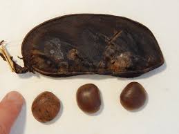 Image result for Macropsychanthus