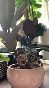 Rubber plants represent abundance, happiness and wealth. A Complete Guide To Caring For Rubber Plants And Answers To Why Yours Might Be Dying Vintage Revivals