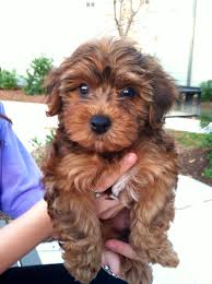 Yorkie Black And Brown Puppy Yorkiepoo Dogs Cute This Looks Like Bella Yorkie Poodle Yorkshire Terrier Terrier Poodle Mix
