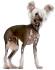 Watch out world, a new ugliest dog has been crowned - CNN