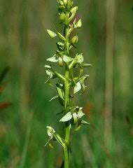 Image result for Disperis reichenbachiana