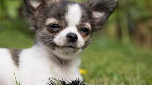 They are bold, fearless, and. Chihuahua Puppies Chihuahua History Breed And How To Get A Puppy
