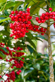 Image result for Myrsinaceae