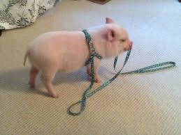 Select from hundreds of pet classifieds that will meet your preference. Mini Pigs Micro Mini Pig For Sale In Milton Ontario Classifieds Mini Pigs Micro Mini Pig Pet Pigs