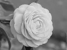 My Favorite Flower Camellia Symbolic Tattoos Flowers Inspirational Tattoos
