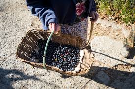 Olive Liguri La Produzione Nelle Cultivar E Le Tradizionali Ricette
