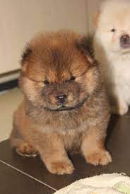Funny Teacup Chow Chow Puppies With Brown Color Chow Chow Puppy Puppies Cute Baby Animals