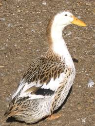 Maybe you would like to learn more about one of these? Silver Appleyard Ducks Duck Live Chicken Duckling Care