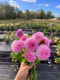 Image result for Stolzia heiligenthalii