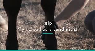 These causes can commonly be broken down into traumatic injuries, hoof injuries, and arthritis. My Horse Has Tendinitis How Bad Is It Equisense Blog