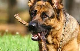 Find urgent care centers near brandon, ms. Animal Medical Hospital Veterinarians In Brandon Ms 39047