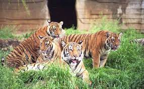 It lives in asia and is the national animal of india. Are There More Tigers In Texas And Florida Than In The Wild Why Animals Do The Thing