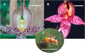 Discussion in 'orchid hybrids' started by ricardo, oct 25, 2019. Floral Synomone Diversification Of Bulbophyllum Sibling Species Orchidaceae In Attracting Fruit Fly Pollinators Sciencedirect