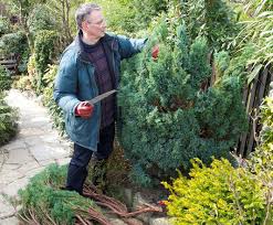 Auch für die form, in der wir uns die konifere wünschen, müssen beim erziehungsschnitt die weichen gelegt. Scheinzypresse Schneiden Tipps Tricks