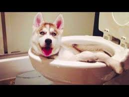 Funniest Dogs And Cats Try Not To Laugh Funny Pet Animals Life Youtube Funny Animal Pictures Animal Fails Funny Animal Videos