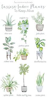 The Easiest And Prettiest House Plants To Keep Alive Plants Indoor Plants House Plants