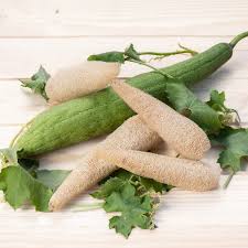 Image result for Luffa