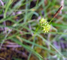 Image result for Carex leptosaccus