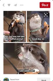 Pin By Opsyhi On Animals And Pets Cute Funny Animals Funny Animals Funny Animal Memes