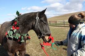 Kelly Utter: When Horses Are More Than Just Horses | Eventing ...