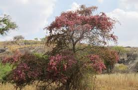 Image result for Acacia kirkii