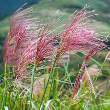 Image result for Miscanthus sinensis