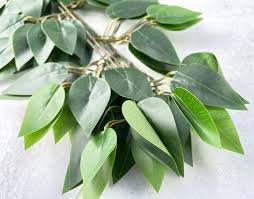 Image result for Ficus laurifolia