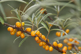 File:Common sea-buckthorn - Sanddorn (9049824936).jpg - Wikimedia Commons
