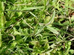 Image result for Anticharis