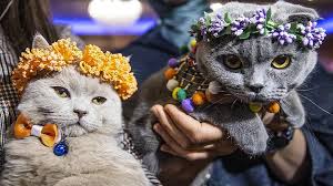 Baskentte Kedi Guzellik Festivali Duzenlendi